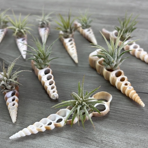 🔆AIR PLANT BUDDY🔆 WITH REAL SEA SHELL HAND MADE AND UNIQUE - Picture 7 of 9